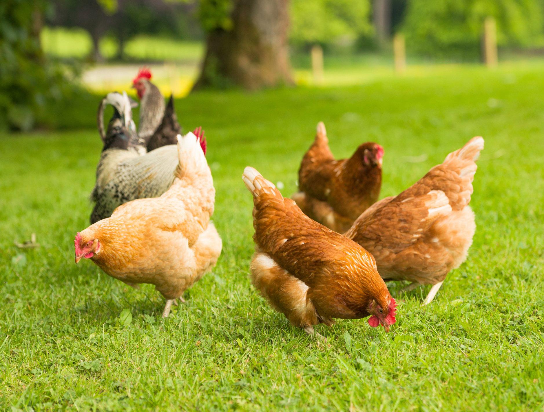 Free range chickens in springtime