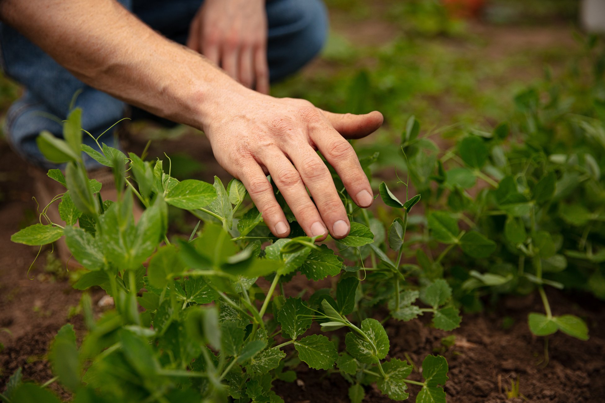 Agriculture corn. environmental protection. male farmer's hand touches pouring plants low on black soil. Concept of field works, eco, nature, local farm