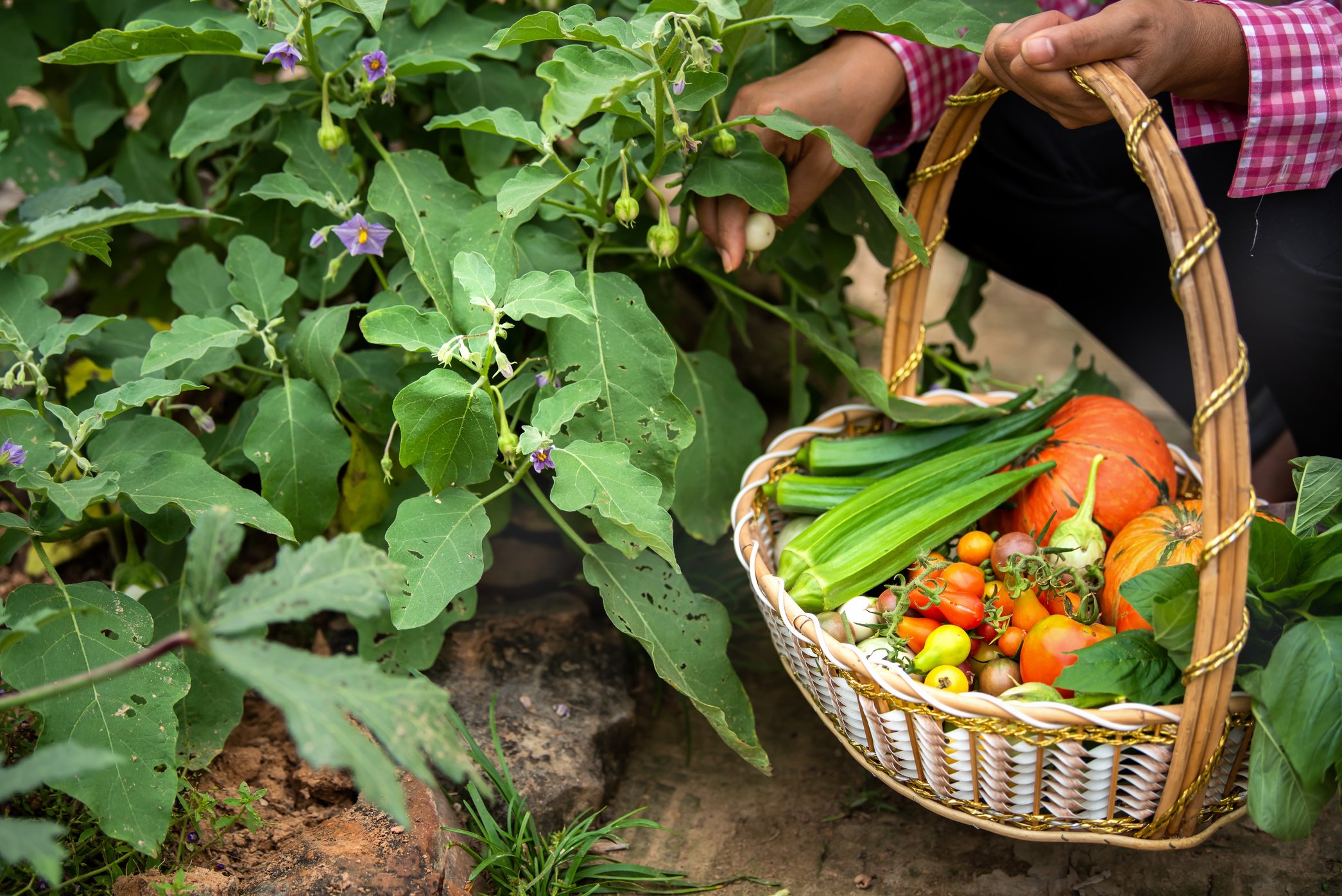 Female harvesting vegetables organic at farm, Harvested season vegetables, Organic farming