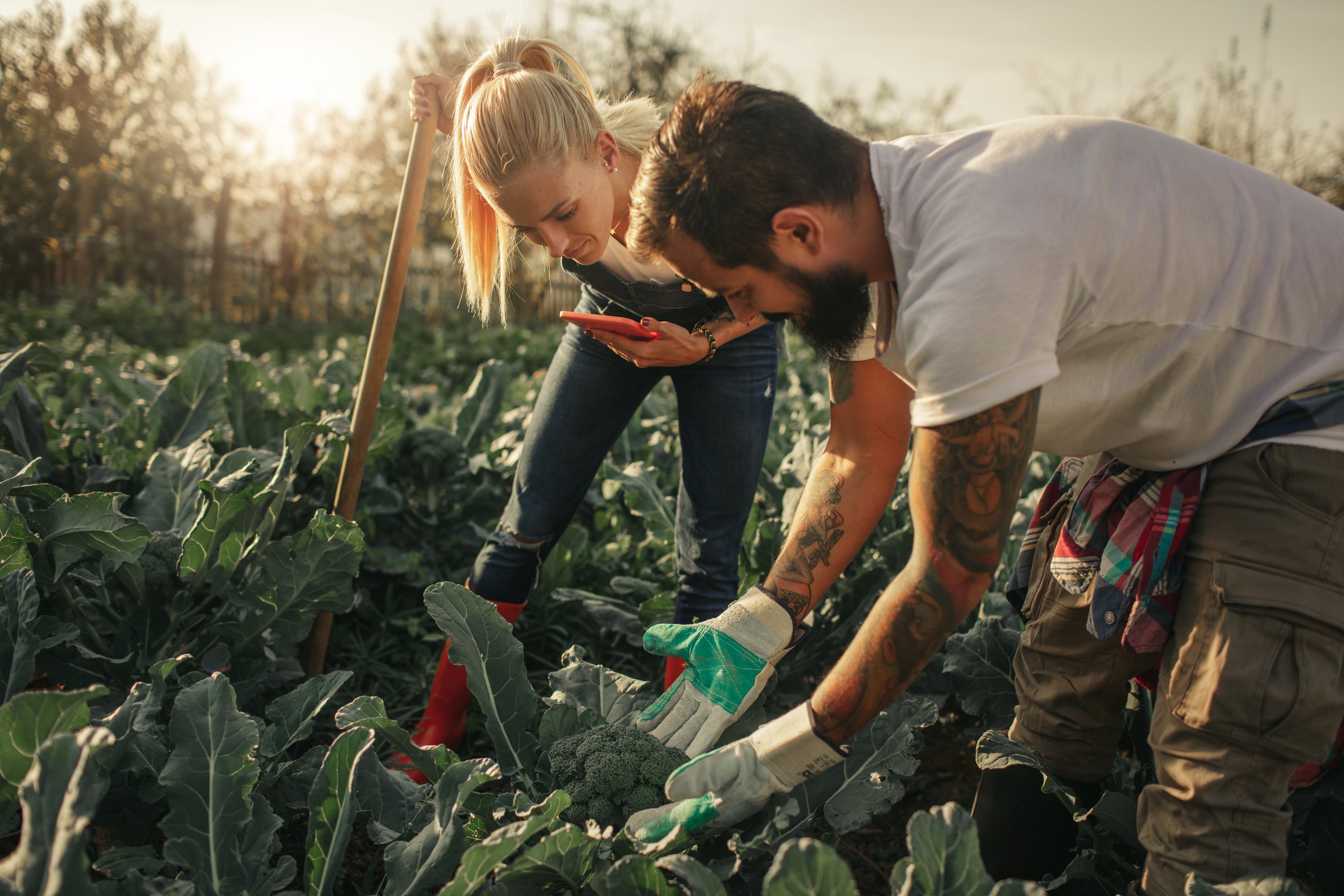 Organic Farm